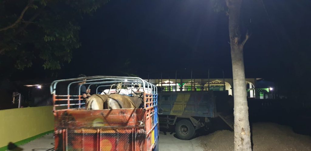 Distribusi Hewan Qurban Cahaya Hijrah