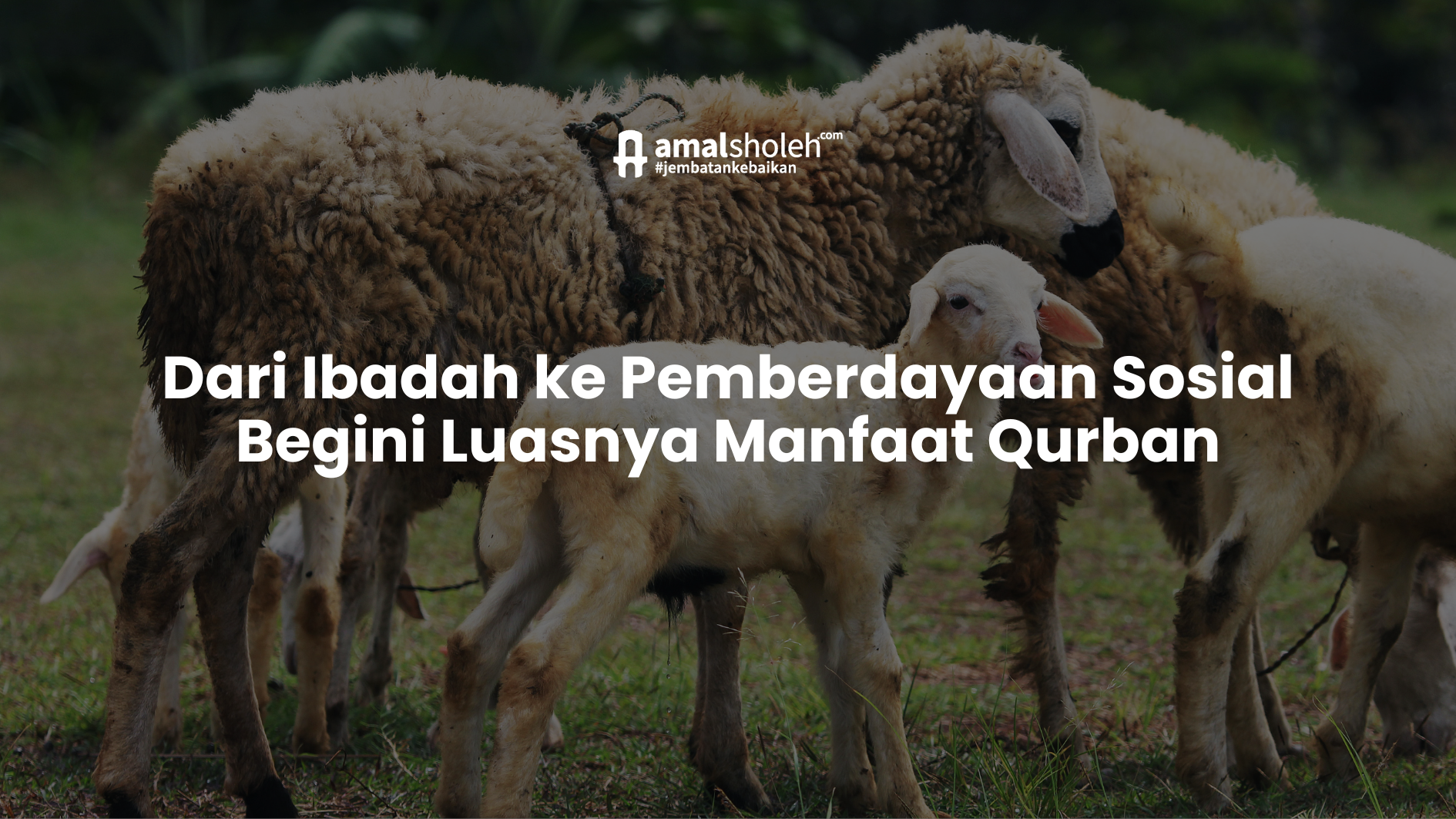 Dari Ibadah ke Pemberdayaan Sosial Begini Luasnya Manfaat Qurban